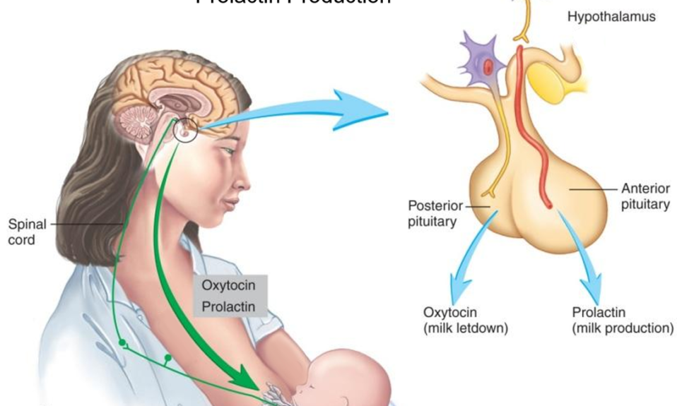 Prolactin Hormone