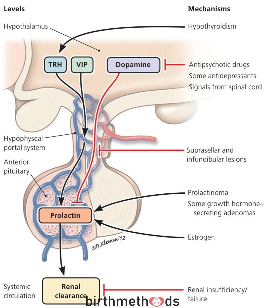 What causes prolactin to be high in females