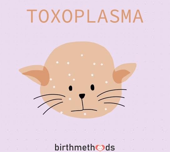 79toxoplasma nedir